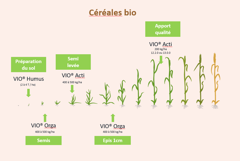 Agriculture biologique céréales 